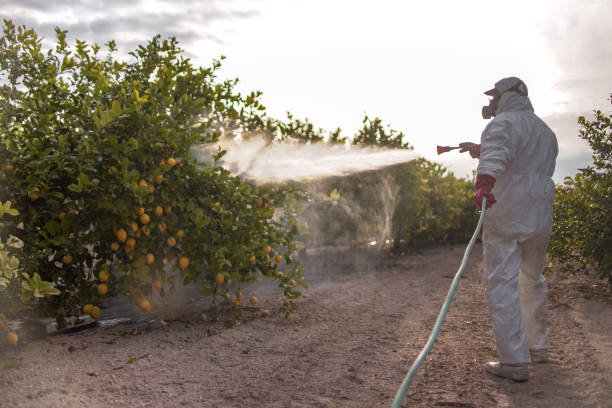 Best Termite Control Services  in Redfield, SD