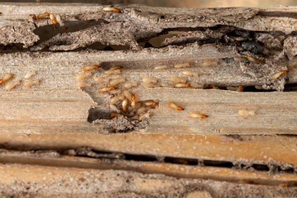 Best Residential Pest Control  in Redfield, SD